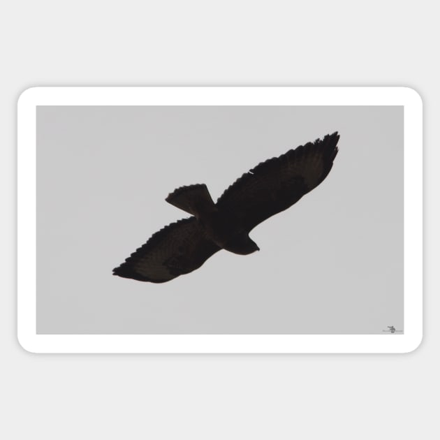 Buzzard Silhouette Sticker by Simon-dell